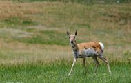 Tiere, Säugetiere - Huftiere   Gabelbock_Antilocapra americana_Pronghorn Antelope 04.JPG