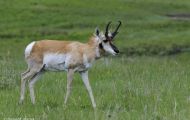 Tiere, Säugetiere - Huftiere   Gabelbock_Antilocapra americana_Pronghorn Antelope 08.JPG
