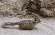 Tiere, Säugetiere - Nagetiere  Felsen-Streifenhörnchen_Tamias dorsalis_Cliff Chipmunk 03.JPG