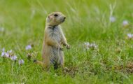 Tiere, Säugetiere - Nagetiere  Schwarzschwanz Präriehund_Cynomys ludovianus_Black-Tailed Prairie Dog 06.JPG