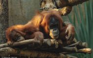Tiere, Säugetiere - Primaten  Orang-Utan_Pongo pygmaeus_Orangutan 03.JPG