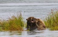 Tiere, Säugetiere - Raubtiere  Braunbär_Ursus arctos_Brown (Grizzly) Bear 10.JPG