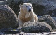 Tiere, Säugetiere - Raubtiere  Eisbär_Ursus maritimus_Polar Bear 01.JPG