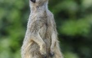 Tiere, Säugetiere - Raubtiere  Erdmännchen_Suricata suricatta_Meerkat 02.JPG