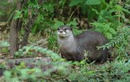 Tiere, Säugetiere - Raubtiere  Fischotter_Lutra lutra_Eurasian River Otter 03.JPG