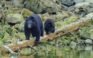 Tiere, Säugetiere - Raubtiere  Schwarzbär_Ursus americanus_ Black Bear 03.JPG