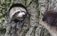Tiere, Säugetiere - Raubtiere  Waschbär_Procyon lotor_Raccoon 02.JPG