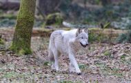 Tiere, Säugetiere - Raubtiere  Wolf_Canis lupus_Gray Wolf 01.JPG