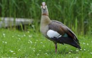 Tiere, Vögel - Gänsevögel  Nilgans_Alopochen aegyptiacus_Egyptian Goose 04.JPG
