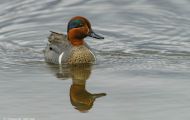 Tiere, Vögel - Gänsevögel  Nordamerikanische Krickente_Anas carolinensis_Green-Winged Teal 01.JPG