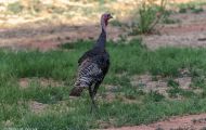 Tiere, Vögel - Hühnervögel Truthuhn_Meleagris gallopavo_Wild Turkey 04.JPG