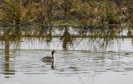 Tiere, Vögel - Lappentaucher  Haubentaucher_Podiceps cristatus_Great Crested Grebe 06.JPG