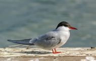 Tiere, Vögel - Regenpfeiferartige Vögel  Flussseeschwalbe_Sterna hirundo_Common Tern 06.JPG
