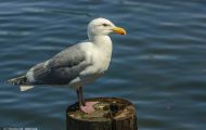 Tiere, Vögel - Regenpfeiferartige Vögel  Mormonenmöwe_Larus californicus_California Gull 01.JPG