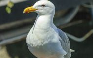 Tiere, Vögel - Regenpfeiferartige Vögel  Mormonenmöwe_Larus californicus_California Gull 02.JPG