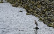 Tiere, Vögel - Ruderfüßer  Graureiher_Ardea cinerea_Grey Heron 04.JPG