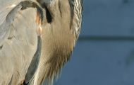 Tiere, Vögel - Ruderfüßer  Kanadareiher_Ardea herodias_Great Blue Heron 03.JPG