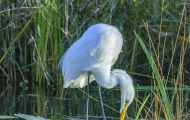 Tiere, Vögel - Ruderfüßer  Silberreiher_Ardea alba_Great Egret 05.JPG