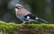 Tiere, Vögel - Sperlingsvögel  Eichelhäher_Garrulus glandarius_ Eurasian Jay 01.JPG