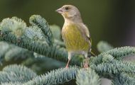 Tiere, Vögel - Sperlingsvögel  Grünfink_Carduelis chloris_Western Greenfinch 02.JPG