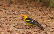Tiere, Vögel - Sperlingsvögel  Kieferntangar_Piranga ludoviciana_Western Tanager 01.JPG