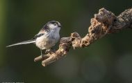 Tiere, Vögel - Sperlingsvögel  Schwanzmeise_Aegithalos caudatus_Long-tailed Tit 04.JPG