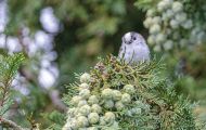 Tiere, Vögel - Sperlingsvögel  Schwanzmeise_Aegithalos caudatus_Long-tailed Tit 05.JPG