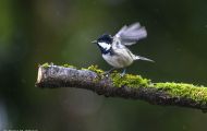 Tiere, Vögel - Sperlingsvögel  Tannenmeise_Parus ater_Coal Tit 08.JPG