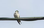 Tiere, Vögel - Sperlingsvögel  Veilchenschwalbe_Tachycineta thalassina_Violet-green Swallow 06.JPG