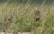Tiere, Vögel - Sperlingsvögel  Westlicher Lerchenstärling_Sturnella neglecta_Western Meadowlark 03.JPG
