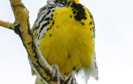 Tiere, Vögel - Sperlingsvögel  Westlicher Lerchenstärling_Sturnella neglecta_Western Meadowlark 05.JPG