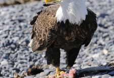 Tierwelt Alaskas - Weisskopfseeadler.JPG