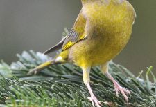 Vögel im heimischen Garten - Grünfink.JPG