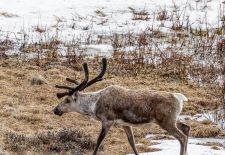 Wildlife in Alaska - Caribou