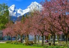 Berchtesgadener Land - Kirschblüte im Berchtesgadener Kurgarten