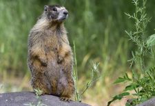 Marmots - Cute and Curious / Yellow-bellied marmot