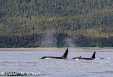 Alaska - Lockruf der Wildnis -  Schwertwale.JPG