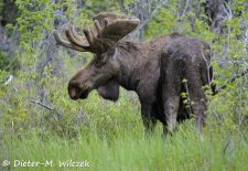 Alaska - Lockruf der Wildnis - Elch.JPG