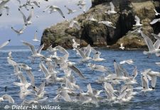 Alaskas Tierwelt - Paradies im Norden - Fischende Dreizehenmoewen.JPG