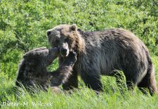Braunbaeren in Alaska - Girdwood  Alaska Conservation Center.JPG