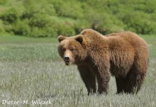 Braunbaeren in Alaska - Kukak Bay  Katmai Nat'l. Park.JPG