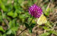 Fluginsekten, Neuflügler - Schmetterlinge Postillion_Colias crocea_Clouded Yellow 01.JPG