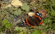 Fluginsekten, Neuflügler - Schmetterlinge Roter Admiral_Vanessa atalanta_Red Admiral 05.JPG