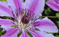 Gärten & Parks - Staudenpflanzen Clematis 07.JPG