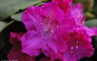 Gärten & Parks - Staudenpflanzen Rhododendron mit weinroten Blüten 04.JPG