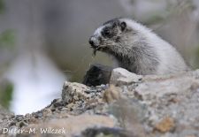 Murmeltiere in Nordamerika - Eisgraues Murmeltier, Whitehorse, Yukon, Kanada.JPG