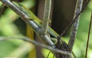 Reptilien, Echsen - Rotkehlanolis_Anolis carolinensis_Florida Green Lizzard 03.JPG