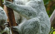 Tiere, Säugetiere - Beuteltiere  Koalabär_Phascolarctos cinereus_Koala bear 06.JPG