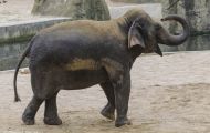 Tiere, Säugetiere - Elefanten  Asiatischer Elefant_Elephas maximus_Asian Elephant 03.JPG