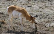 Tiere, Säugetiere - Huftiere   Gabelbock_Antilocapra americana_Pronghorn Antelope 02.JPG